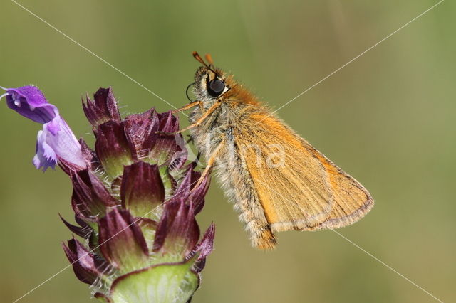 Geelsprietdikkopje (Thymelicus sylvestris)