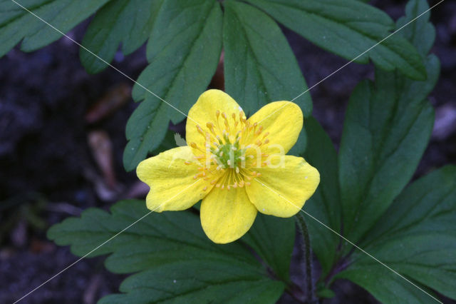 Yellow Anemone (Anemone ranunculoides)