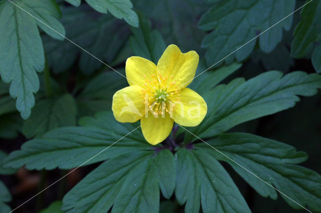 Yellow Anemone (Anemone ranunculoides)