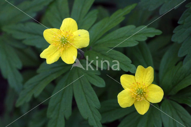 Yellow Anemone (Anemone ranunculoides)