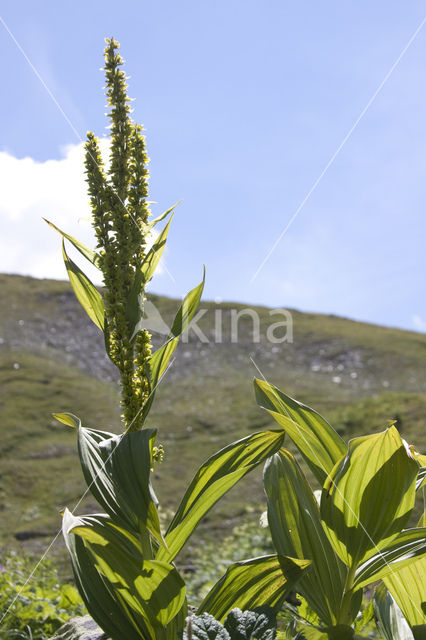 Gele gentiaan (Gentiana lutea)