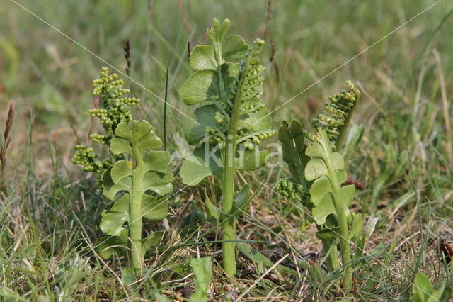 Gelobde maanvaren (Botrychium lunaria)