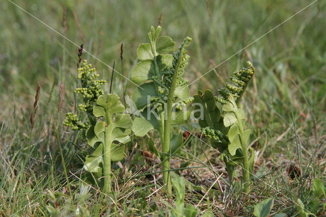 Gelobde maanvaren (Botrychium lunaria)