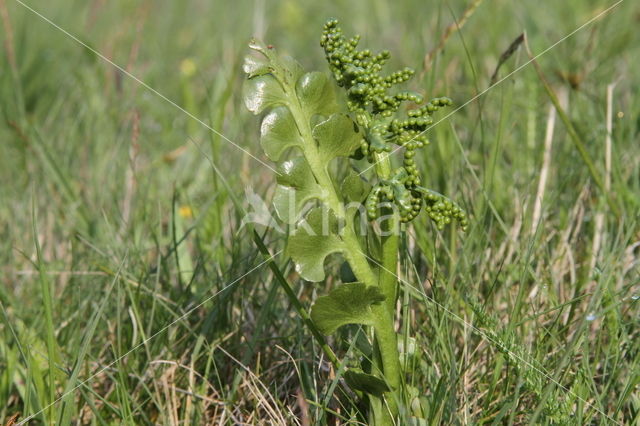 Gelobde maanvaren (Botrychium lunaria)