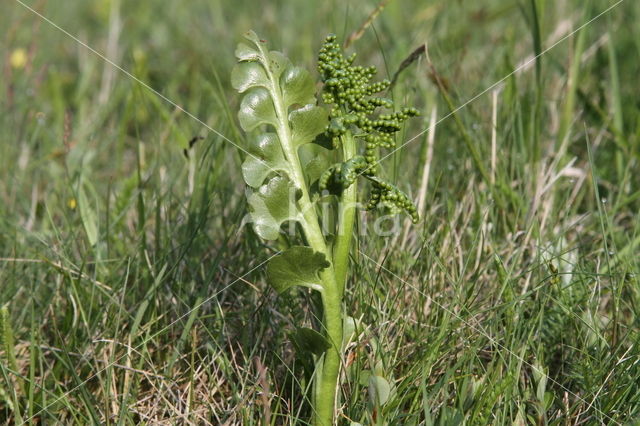 Gelobde maanvaren (Botrychium lunaria)