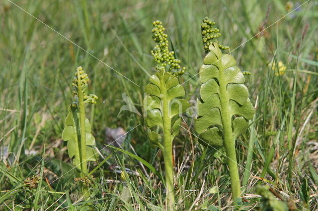 Gelobde maanvaren (Botrychium lunaria)