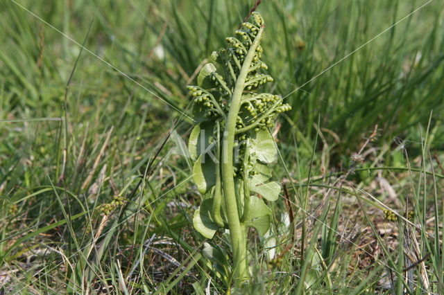 Gelobde maanvaren (Botrychium lunaria)