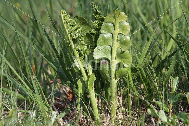 Gelobde maanvaren (Botrychium lunaria)