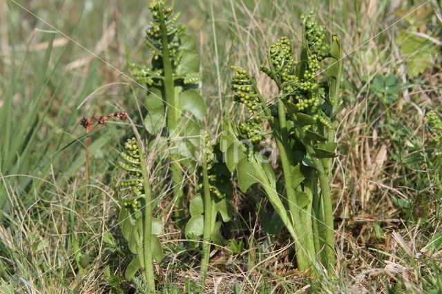 Gelobde maanvaren (Botrychium lunaria)