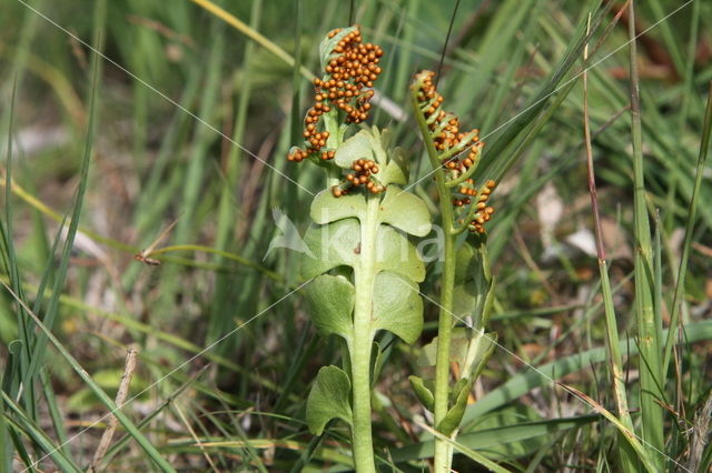 Gelobde maanvaren (Botrychium lunaria)