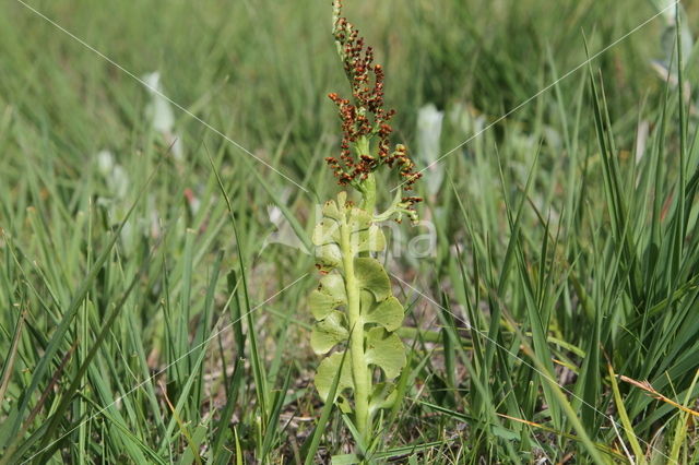 Gelobde maanvaren (Botrychium lunaria)