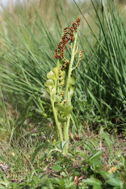 Gelobde maanvaren (Botrychium lunaria)