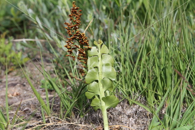 Gelobde maanvaren (Botrychium lunaria)