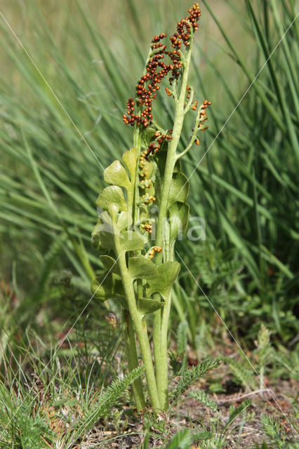 Gelobde maanvaren (Botrychium lunaria)