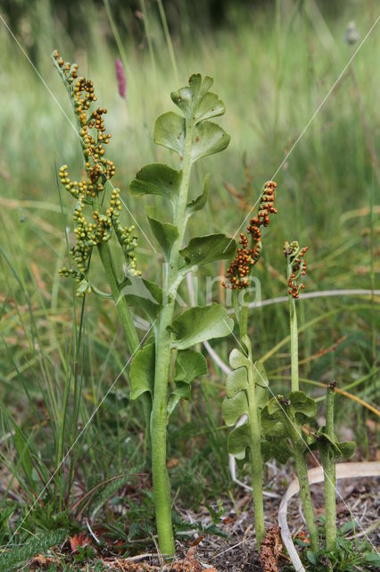 Gelobde maanvaren (Botrychium lunaria)