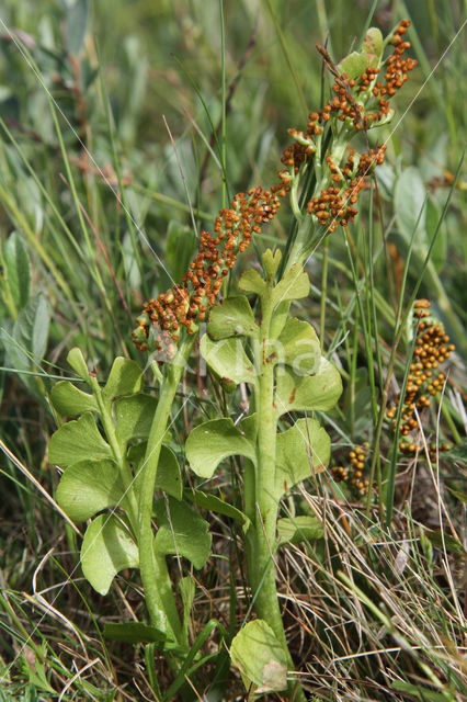 Gelobde maanvaren (Botrychium lunaria)