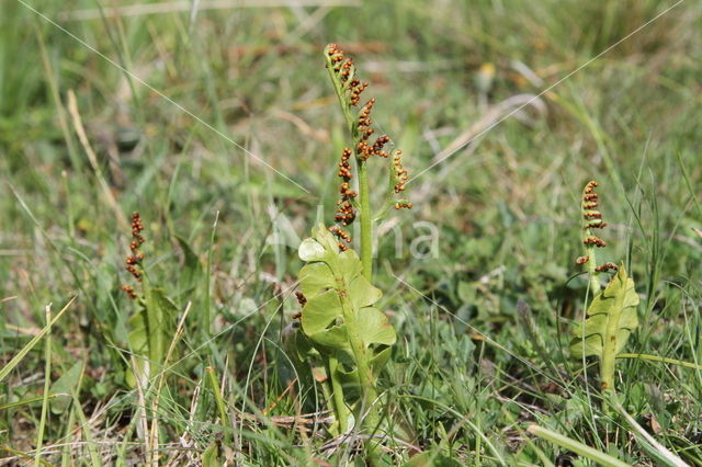 Gelobde maanvaren (Botrychium lunaria)