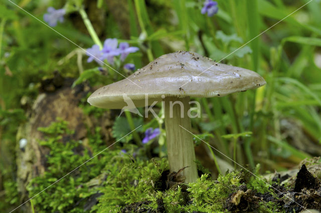 deer mushroom (Pluteus cervinus)