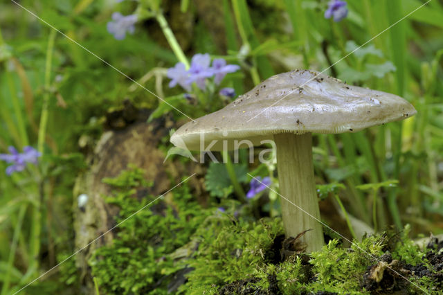 deer mushroom (Pluteus cervinus)