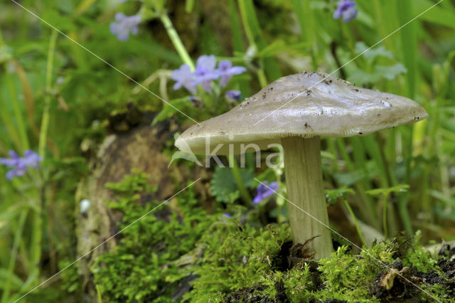 Gewone hertenzwam (Pluteus cervinus)