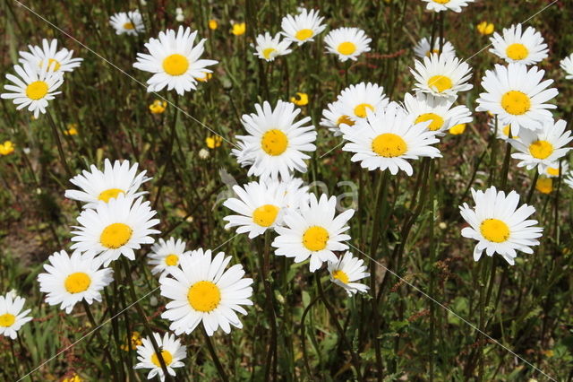Ox-eye Daisy (Leucanthemum vulgare)