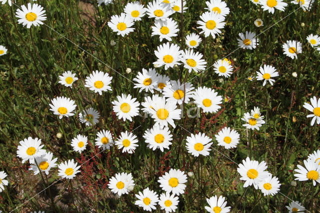 Gewone margriet (Leucanthemum vulgare)