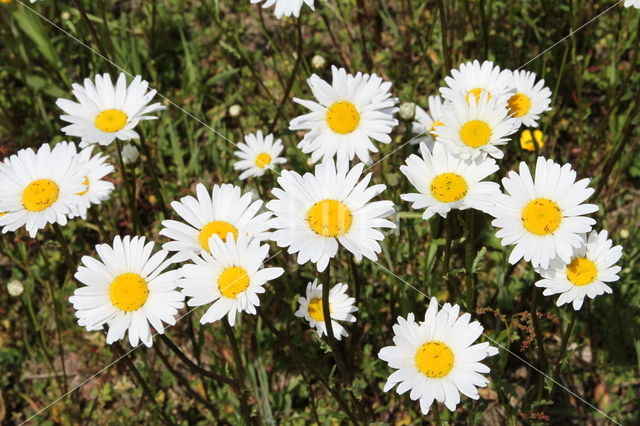 Ox-eye Daisy (Leucanthemum vulgare)