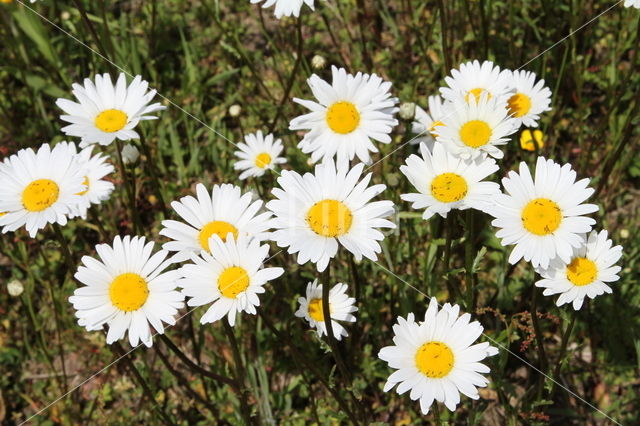 Gewone margriet (Leucanthemum vulgare)