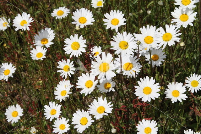 Gewone margriet (Leucanthemum vulgare)