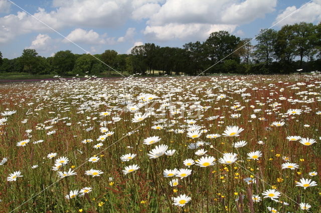 Gewone margriet (Leucanthemum vulgare)