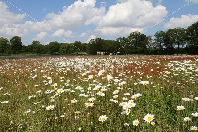 Gewone margriet (Leucanthemum vulgare)