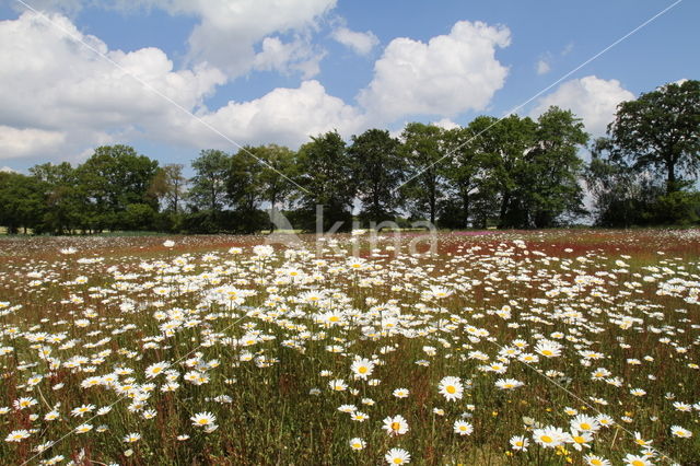 Gewone margriet (Leucanthemum vulgare)