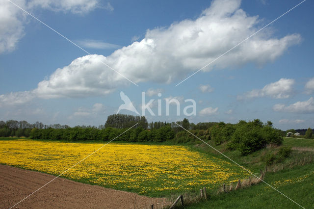 Gewone paardenbloem (Taraxacum officinale)