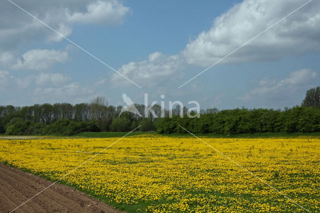 Gewone paardenbloem (Taraxacum officinale)