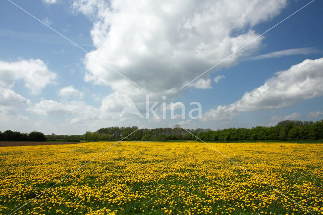 Gewone paardenbloem (Taraxacum officinale)