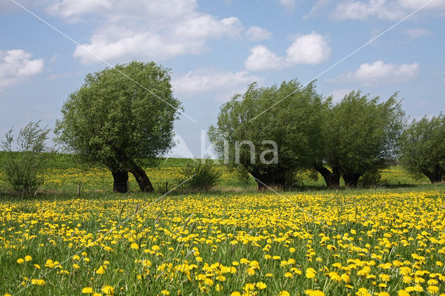 Gewone paardenbloem (Taraxacum officinale)