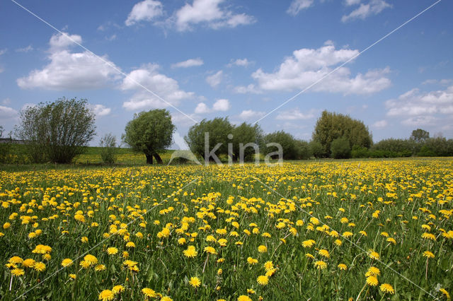 Gewone paardenbloem (Taraxacum officinale)