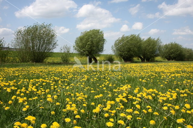 Gewone paardenbloem (Taraxacum officinale)