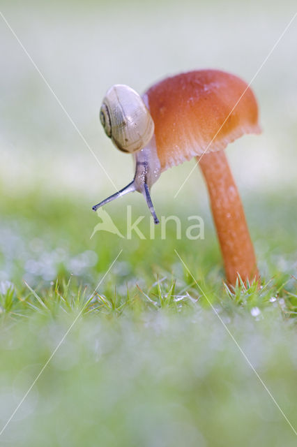 Gewoon vuurzwammetje (Hygrocybe miniata)