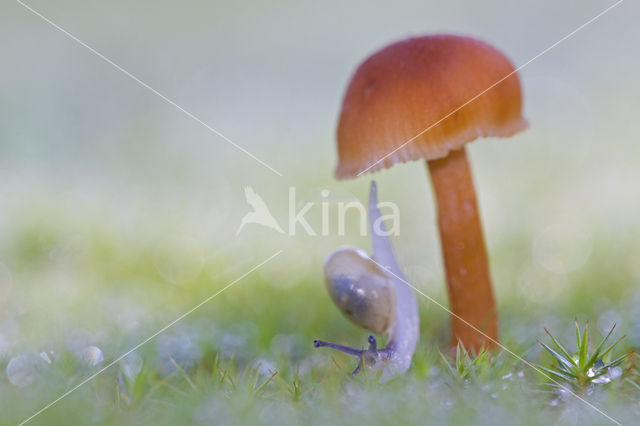 Vermilion Waxcap (Hygrocybe miniata)