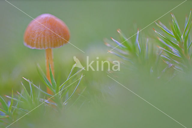 Gewoon vuurzwammetje (Hygrocybe miniata)