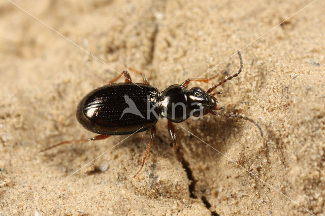 Bembidion lampros