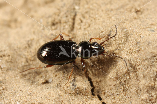 Bembidion lampros