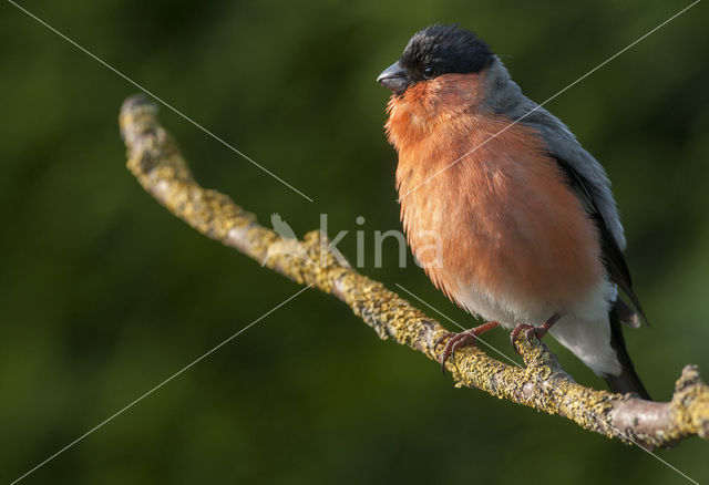 Eurasian Bullfinch (Pyrrhula pyrrhula)