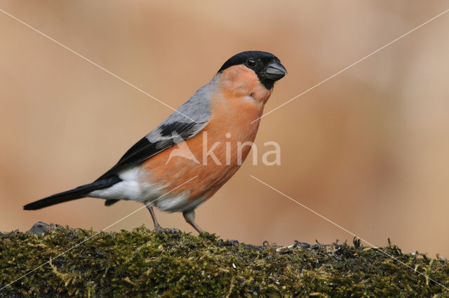 Eurasian Bullfinch (Pyrrhula pyrrhula)