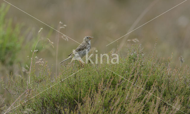 Meadow Pipit (Anthus pratensis)