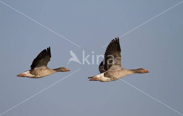 Grey Lag-Goose (Anser anser)