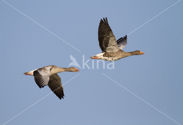 Grauwe Gans (Anser anser)