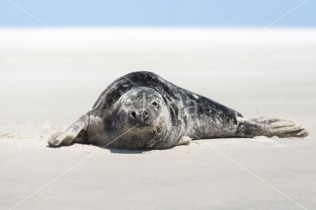 Grey Seal (Halichoerus grypus)