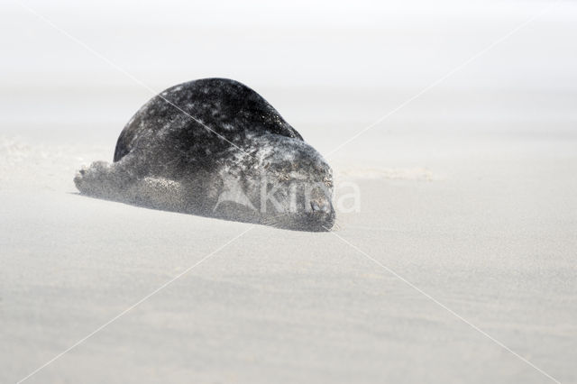 Grey Seal (Halichoerus grypus)